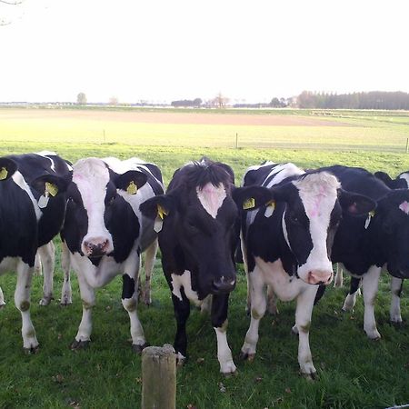B&B Boerderij Wijtvliet Langeweg Eksteriør bilde