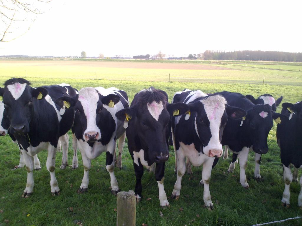B&B Boerderij Wijtvliet Langeweg Eksteriør bilde